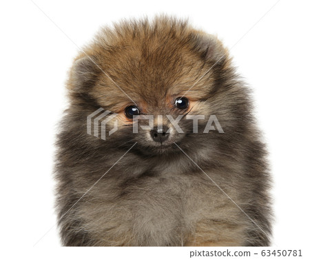 Close-up of Pomeranian Spitz puppy Close-up of Pomeranian Spitz puppy 63450781