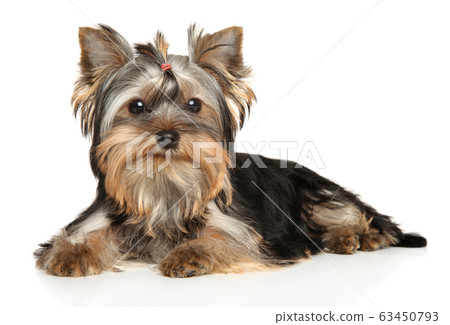 Yorkshire Terrier puppy on a white background 63450793