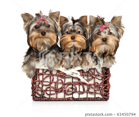 Yorkshire Terrier puppies sit in a wicker basket Yorkshire Terrier puppies sit in a wicker basket 63450794