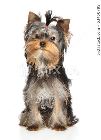 Portrait of a young Yorkshire Terrier puppy Portrait of a young Yorkshire Terrier puppy 63450795