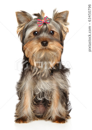 A Yorkshire Terrier puppy A Yorkshire Terrier puppy 63450796