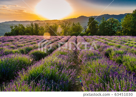 Lavander fields in Piedmont 63451030