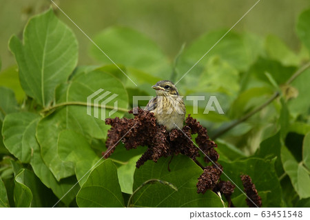 Bunting standing chicks Bunting standing chicks 63451548