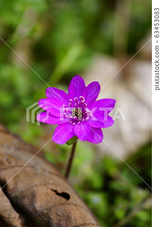 Yukiwarizo Pink 63453083
