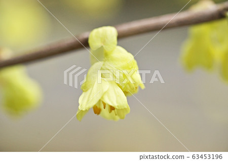 黃色Hyudoma花 黃色Hyudoma花 63453196