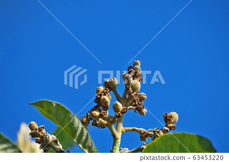 Small loquat fruit wrapped in downy hair Small loquat fruit wrapped in downy hair 63453220