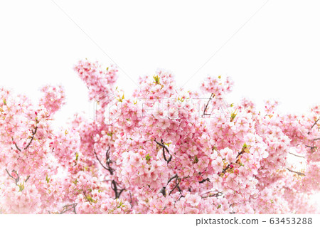 櫻花河津櫻花 櫻花河津櫻花 63453288