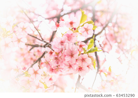 櫻花河津櫻花 櫻花河津櫻花 63453290