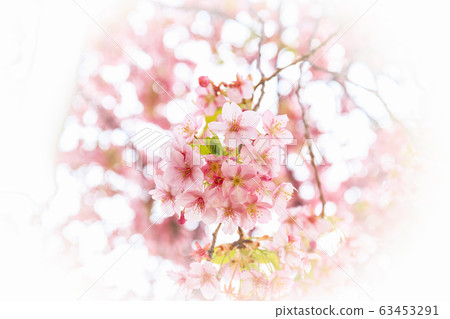 櫻花河津櫻花 櫻花河津櫻花 63453291