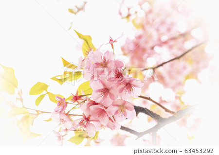 櫻花河津櫻花 63453292