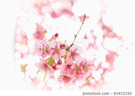 櫻花河津櫻花 63453293