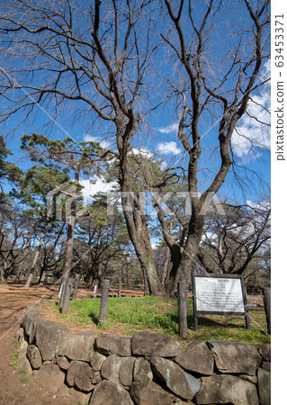 Omiya Park Shidarezakura Saitama City Omiya Park Shidarezakura Saitama City 63453371