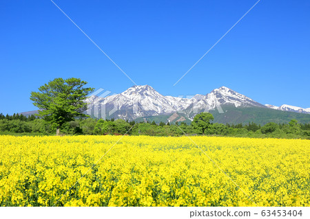 Odohara rape field and Mt. Myoko 63453404