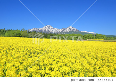 Odohara rape field and Mt. Myoko 63453405