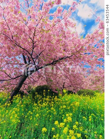 Cherry blossoms, rape blossoms and the sky Cherry blossoms, rape blossoms and the sky 63453544