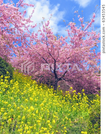 櫻花，油菜花和天空 63453545