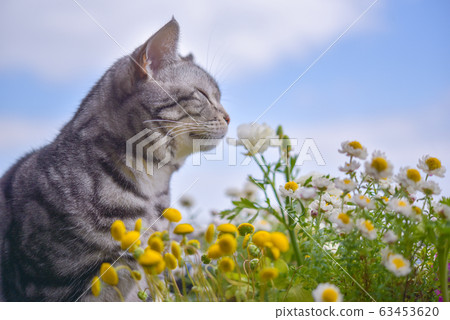 Cat smelling flowers 63453620