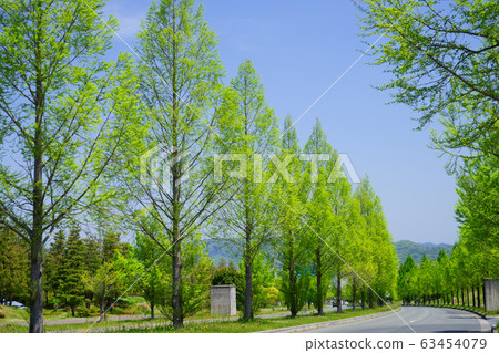 Spring Metasequoia Namiki 1 Spring Metasequoia Namiki 1 63454079