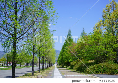 春季水杉Namiki 2 春季水杉Namiki 2 63454080