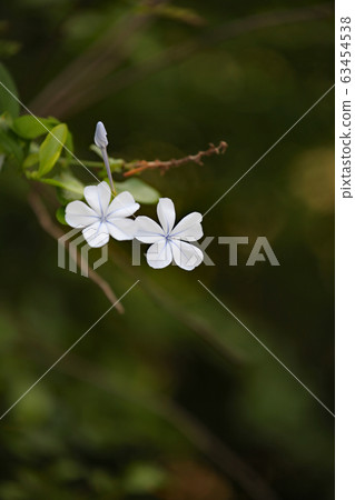 Plumbago Plumbago 63454538