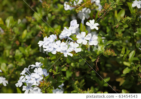 Plumbago Plumbago 63454543