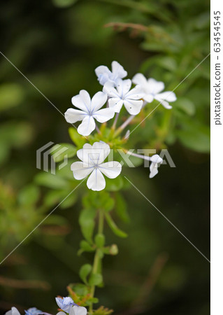 Plumbago 63454545