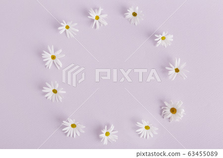 the Memorial Day concept, white chrysanthemum flower 062 the Memorial Day concept, white chrysanthemum flower 062 63455089