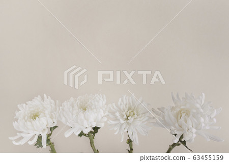 the Memorial Day concept, white chrysanthemum flower 060 the Memorial Day concept, white chrysanthemum flower 060 63455159