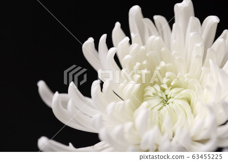 the Memorial Day concept, white chrysanthemum flower 014 63455225