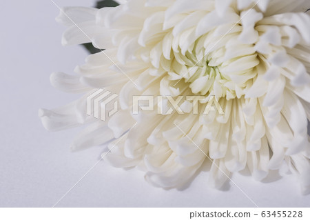 the Memorial Day concept, white chrysanthemum flower 010 the Memorial Day concept, white chrysanthemum flower 010 63455228