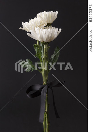 the Memorial Day concept, white chrysanthemum flower 016 the Memorial Day concept, white chrysanthemum flower 016 63455378