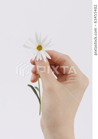 the Memorial Day concept, white chrysanthemum flower 081 the Memorial Day concept, white chrysanthemum flower 081 63455482