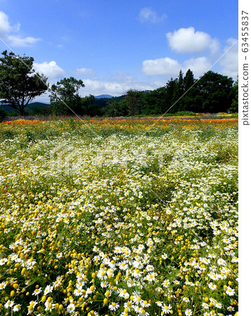 初夏青山香草園 初夏青山香草園 63455837