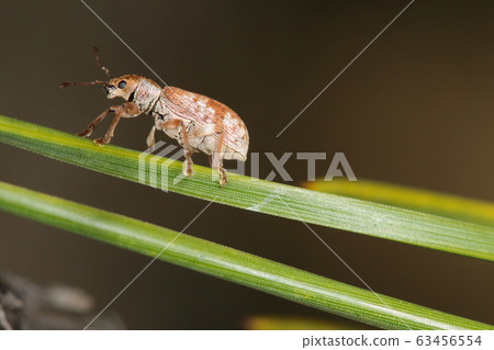 It is said that the creatures, insects, pine weevil, and new leaves of pine are harmed. About 8 mm in size 63456554
