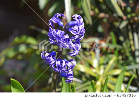 Hyacinth 63457010