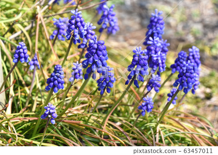Muscari · Armenian cam 63457011