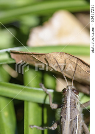 巴坦加粳稻 63457253