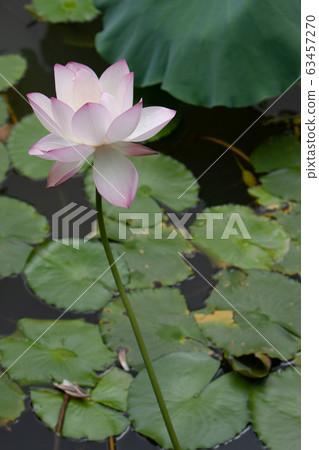 6 July 2008 Lotus. Garden, asia. beautiful lotus 6 July 2008 Lotus. Garden, asia. beautiful lotus 63457270