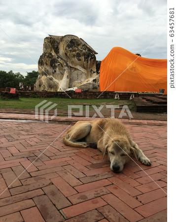 臥佛和狗在大城府 63457681