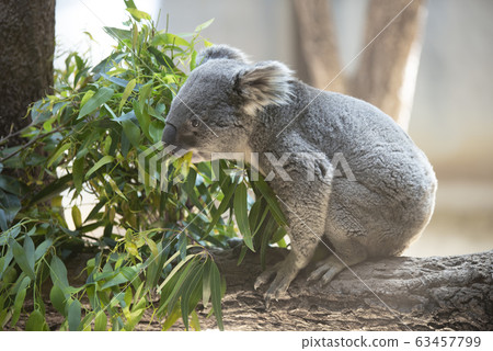 Koala 63457799