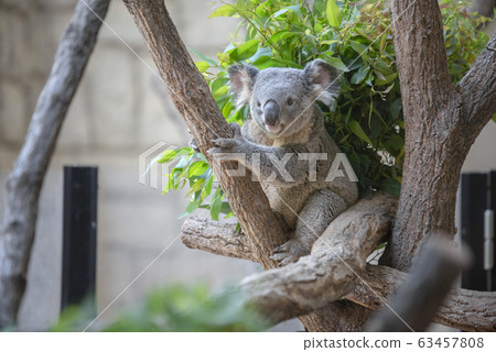 Koala 63457808