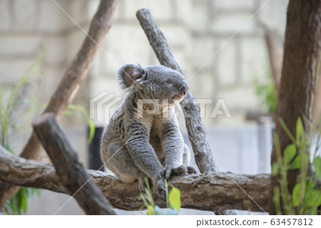 Koala 63457812