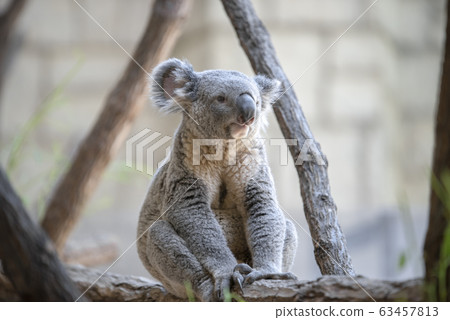 Koala 63457813