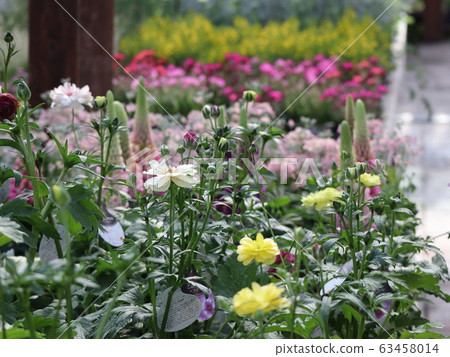 Flower shop Flower shop 63458014