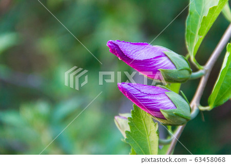 Hibiscus syriacus bud on out of focus background 63458068