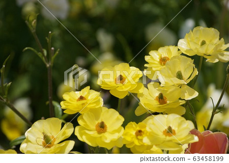 Ranunculus Lux Ranunculus Lux 63458199