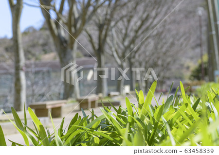 Green leaves Green leaves 63458339