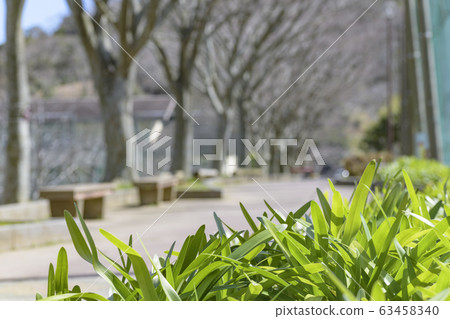 Green leaves Green leaves 63458340