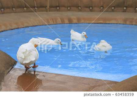 Ducks swimming in the pool 63458359