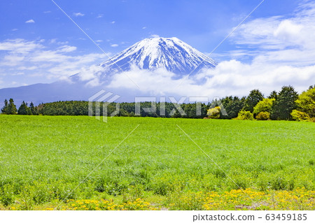Mt.Fuji in the spring at Asagiri Park in Fujinomiya City, Shizuoka Prefecture Mt.Fuji in the spring at Asagiri Park in Fujinomiya City, Shizuoka Prefecture 63459185